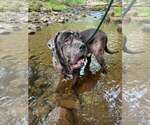Small #2 Great Dane-Neapolitan Mastiff Mix