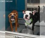 Small #1 American Pit Bull Terrier Mix