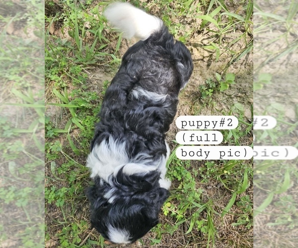 Medium Photo #2 Yorkshire Terrier Puppy For Sale in MOUNT VERNON, MO, USA