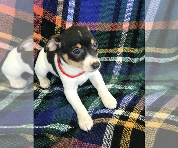 Medium Photo #2 Rat Terrier Puppy For Sale in BOWLING GREEN, KY, USA