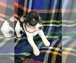 Small Photo #2 Rat Terrier Puppy For Sale in BOWLING GREEN, KY, USA