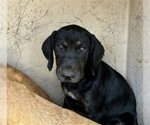 Mutt Dogs for adoption in Oklahoma City, OK, USA