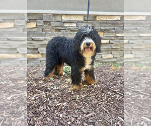 Father of the Bernedoodle (Miniature) puppies born on 04/27/2026