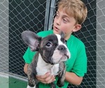 Puppy 7 French Bulldog