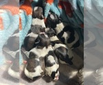 Small Photo #1 Shih Tzu Puppy For Sale in SPIRIT LAKE, IA, USA