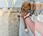 Small #2 Australian Shepherd-Great Pyrenees Mix
