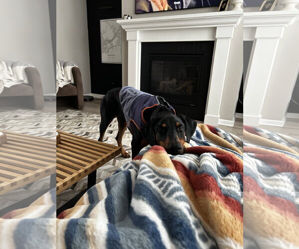 Medium Photo #3 Doberman Pinscher Puppy For Sale in Minneaoplis, MN, USA