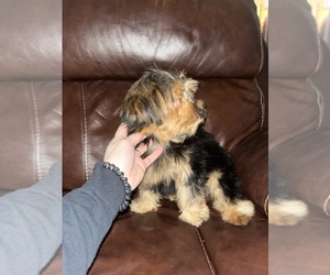Yorkshire Terrier Puppy for sale in LOWELL, MA, USA