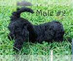 Puppy Lucky Poodle (Standard)