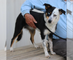 Small Australian Shepherd Mix