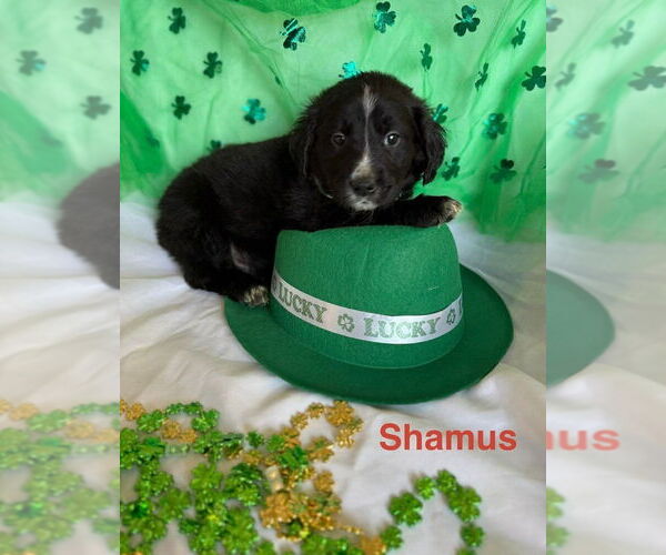 Medium Photo #1 Golden Labrador Puppy For Sale in Aurora, IN, USA