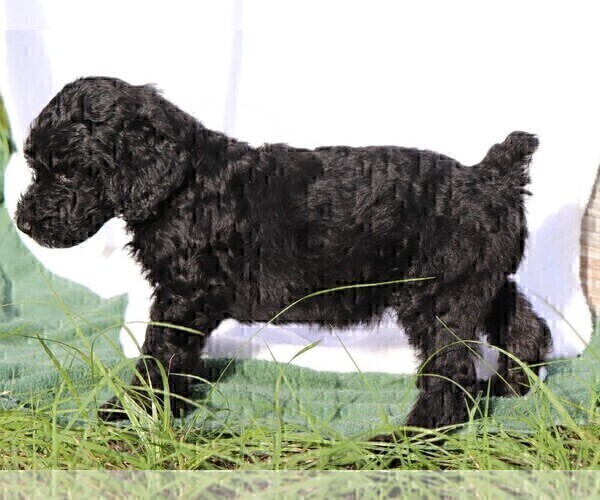 Medium Photo #7 Poodle (Standard) Puppy For Sale in LAKE CITY, FL, USA