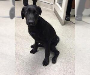 Medium Labrador Retriever