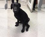 Small Labrador Retriever