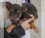 Small #3 Jack Russell Terrier Mix