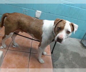 Medium American Pit Bull Terrier Mix