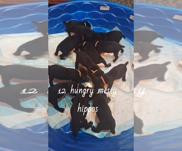 Medium Photo #5 Cane Corso Puppy For Sale in WAUWATOSA, WI, USA