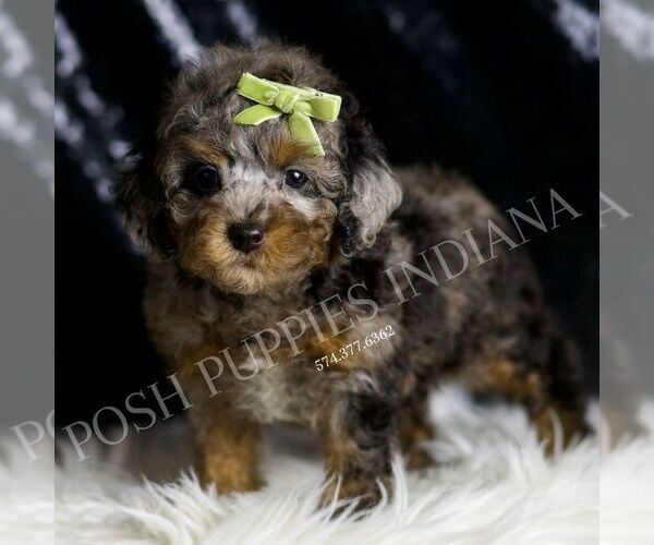 Medium Photo #38 Poodle (Toy) Puppy For Sale in WARSAW, IN, USA