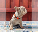 Small #3 French Bulldog