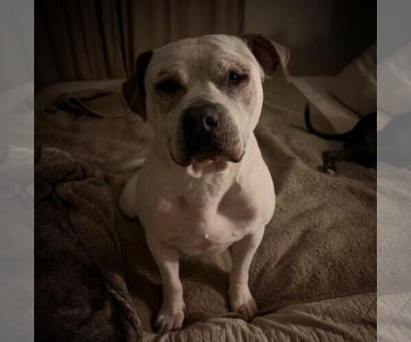 Medium Photo #1 Mutt Puppy For Sale in Tulsa, OK, USA