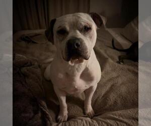 Mutt Dogs for adoption in Tulsa, OK, USA