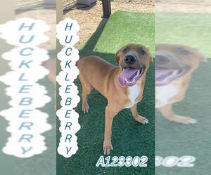 Labrador Retriever-Unknown Mix Dogs for adoption in HESPERIA, CA, USA