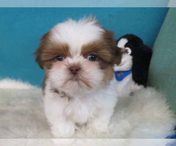Medium Photo #12 Shih Tzu Puppy For Sale in PHELAN, CA, USA