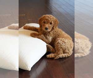 Medium Goldendoodle (Miniature)