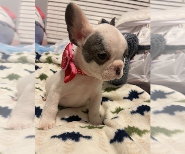 Medium Photo #3 French Bulldog Puppy For Sale in VICTORVILLE, CA, USA
