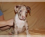 Small Photo #1 American Pit Bull Terrier Puppy For Sale in CHICAGO, IL, USA