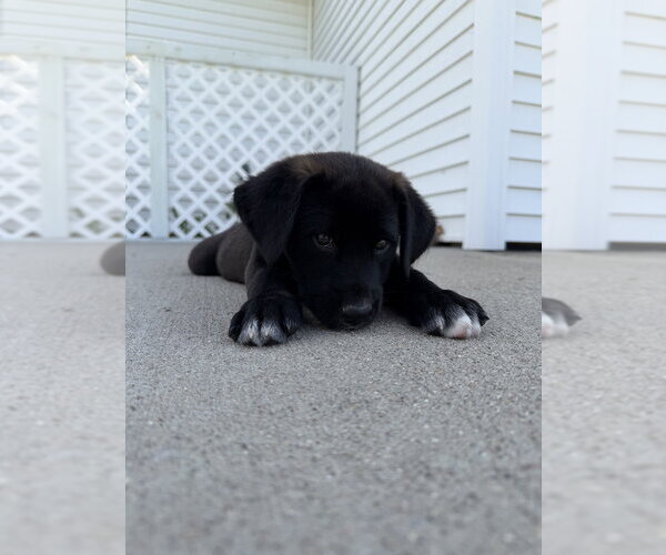 Medium Photo #1 Labrador Retriever-Unknown Mix Puppy For Sale in Aurora, IN, USA