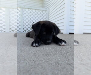 Labrador Retriever-Unknown Mix Dogs for adoption in Aurora, IN, USA