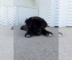 Small Labrador Retriever Mix