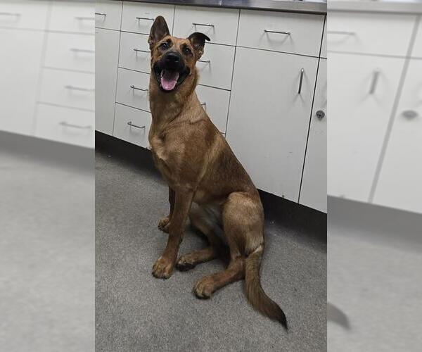 Medium Photo #1 German Shepherd Dog-Unknown Mix Puppy For Sale in HESPERIA, CA, USA