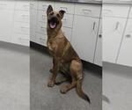 CINNAMON - Female German Shepherd Dog-Unknown Mix Dog for Adoption - Small photo