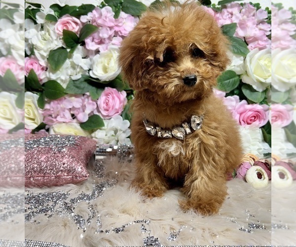 Medium Photo #48 Poodle (Toy) Puppy For Sale in HAYWARD, CA, USA