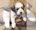 Small Havanese