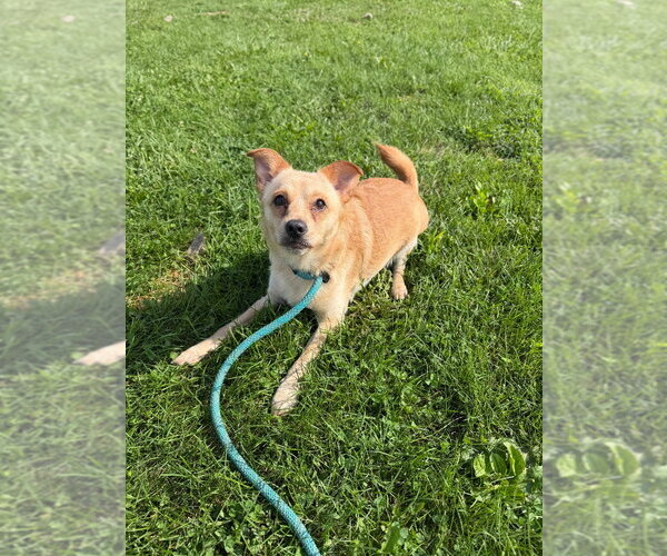 Medium Photo #3 Chihuahua-Unknown Mix Puppy For Sale in Pierceton , IN, USA