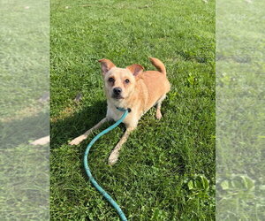 Fluffy - Male Chihuahua-Unknown Mix Dog for Adoption - Photo #3