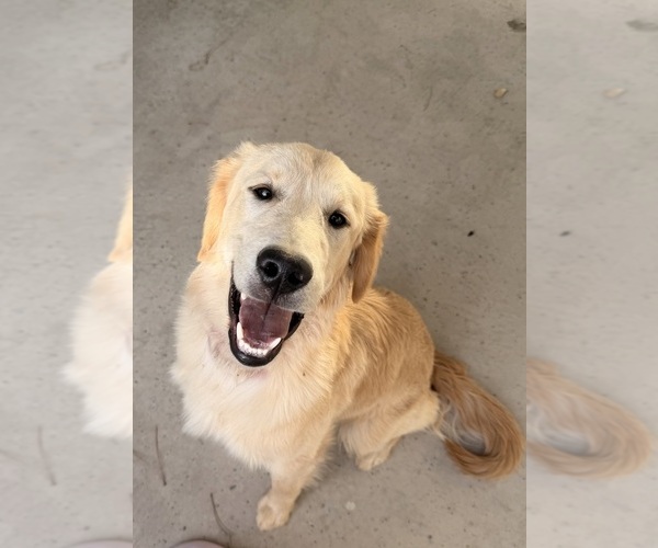 Medium Photo #2 Golden Retriever Puppy For Sale in ALBUQUERQUE, NM, USA