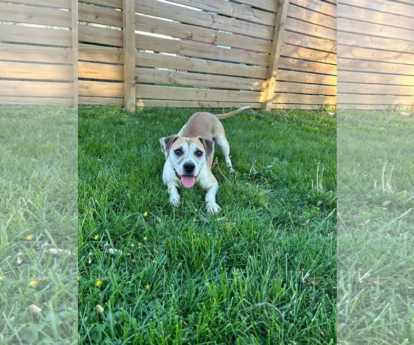 Medium Photo #8 Mutt Puppy For Sale in Germantown, OH, USA