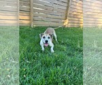 Small #7 Mutt