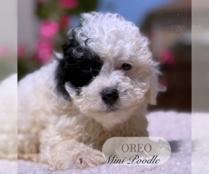 Poodle (Miniature) Puppy for Sale in ELMHURST, Illinois USA