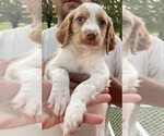 Small Photo #6 Brittany Puppy For Sale in LA GRANGE, KY, USA