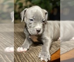 Small Photo #5 American Bully Puppy For Sale in PHILA, PA, USA