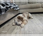 Small #16 Aussiedoodle
