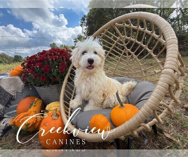 Medium Photo #4 Havachon Puppy For Sale in NIANGUA, MO, USA