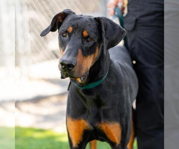 Medium Photo #2 Doberman Pinscher Puppy For Sale in Camarillo, CA, USA