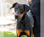 Small #1 Doberman Pinscher