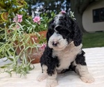 Small #1 Miniature Bernedoodle